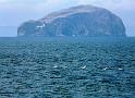 Gannets from the Bass at Ravensheugh